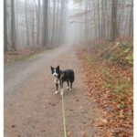 Heute im Nebel